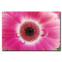 Trademark Global Pink Gerber Gallery-Wrapped Canvas Print By Kurt Shaffer, 18 inch;H x 24 inch;W