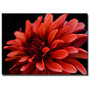 Trademark Global Red Dahlia Gallery-Wrapped Canvas Print By Kurt Shaffer, 18 inch;H x 24 inch;W