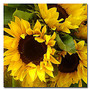 Trademark Global Sunflowers Gallery-Wrapped Canvas Print By Amy Vangsgard, 18 inch;H x 18 inch;W