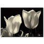 Trademark Global Tulips Gallery-Wrapped Canvas Print By Martha Guerra, 22 inch;H x 32 inch;W