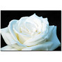 Trademark Global White Rose II Gallery-Wrapped Canvas Print By Kurt Shaffer, 16 inch;H x 24 inch;W