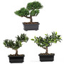 Nearly Natural 8 1/2 inch; Silk Bonsai Plant With Pot, 8 1/2 inch;H x 8 1/2 inch;W x 5 inch;D, Set of 3