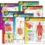 Trend; Learning Chart Pack, The Human Body