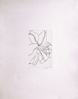 Lowell Nesbitt, Untitled Flower, 1975