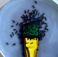 Maurizio Cattelan, Untitled limited edition porcelain plate in bespoke gift box, 2020