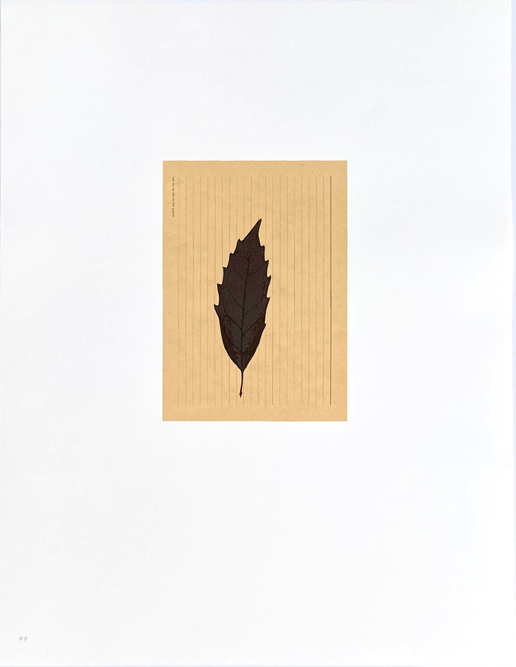 Joseph Beuys, Blatt auf Karteikarte (from Columbus: In Search of a