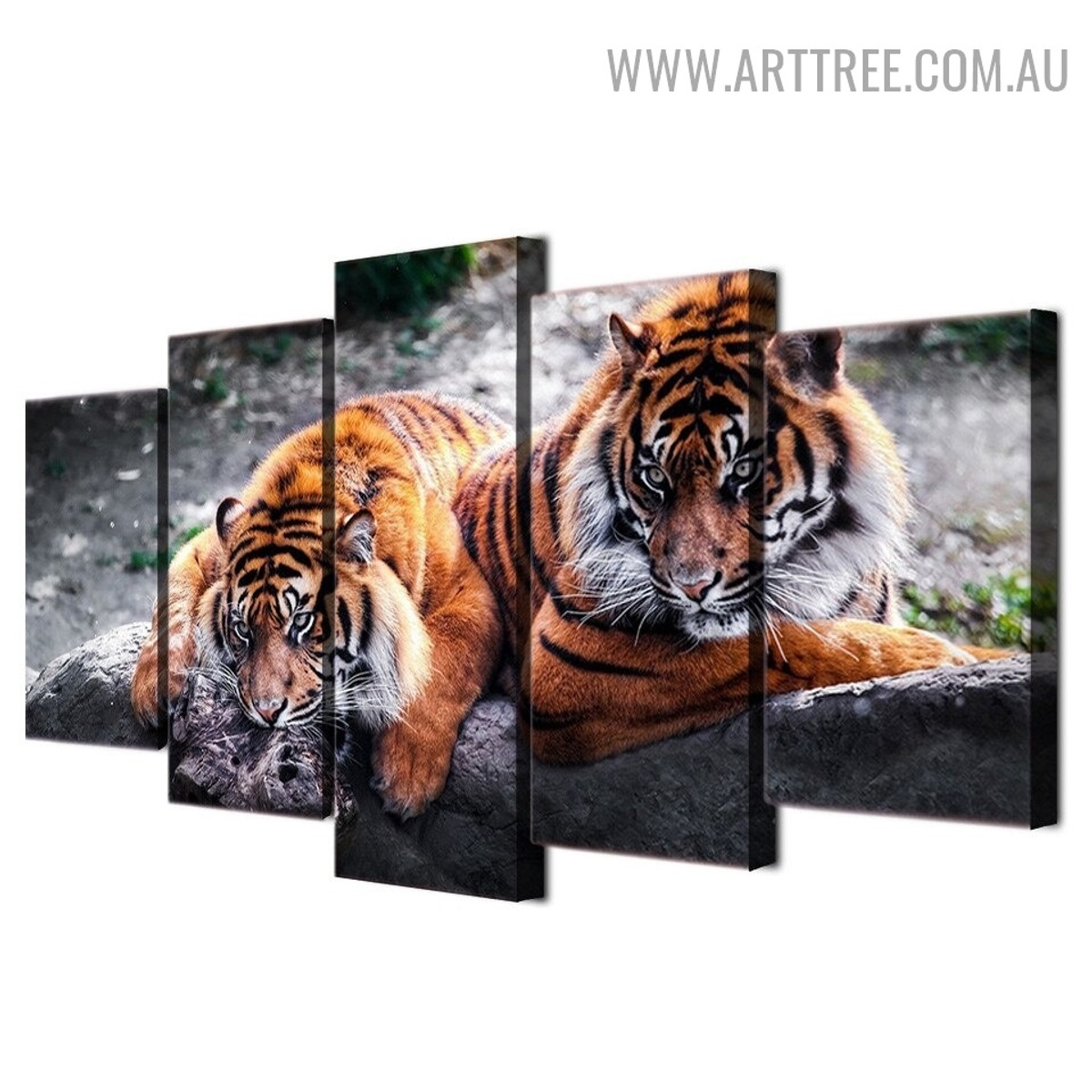 Real Tigers Sky Animal Modern 5 Piece Large Size Floral Artwork Image Canvas Print for Room Wall Garniture