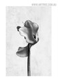 Flower Floral Retro Image Canvas Minimalist Painting Print