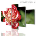 Colourful Rose Modern Abstract 5 Multi Panel Floral Artwork Image Canvas Print for Room Wall Garniture