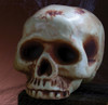 Skull Acrylic Prop 8" No Jaw Bone