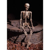 60” Articulated Natural Skeleton