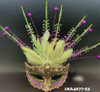 Sequin Feathered Accented Masquerade Mask