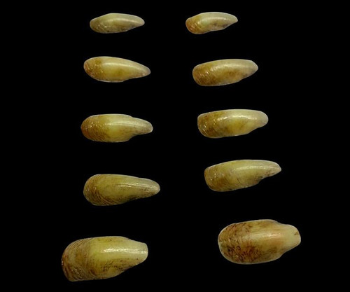 Creepy Claws: DEMONIC Creepy Claws: DEMONIC