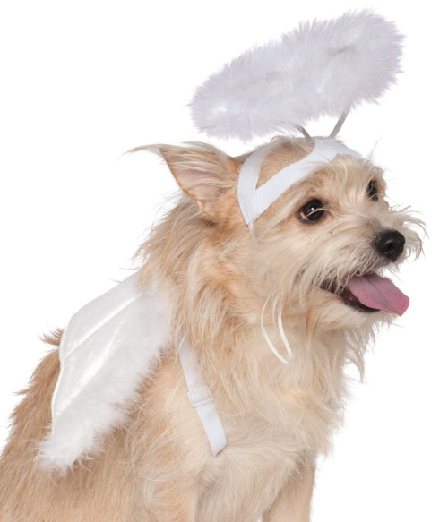 Dog Angel Wings and Halo