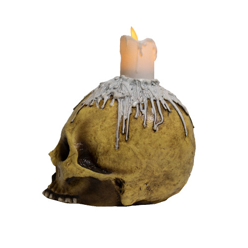 Waxed skull Waxed skull