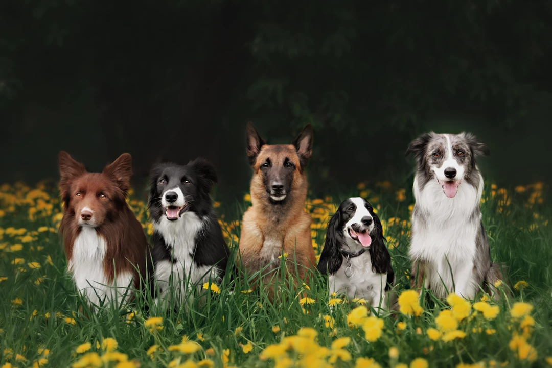 Why do I still see fleas after my animal has been treated for them?