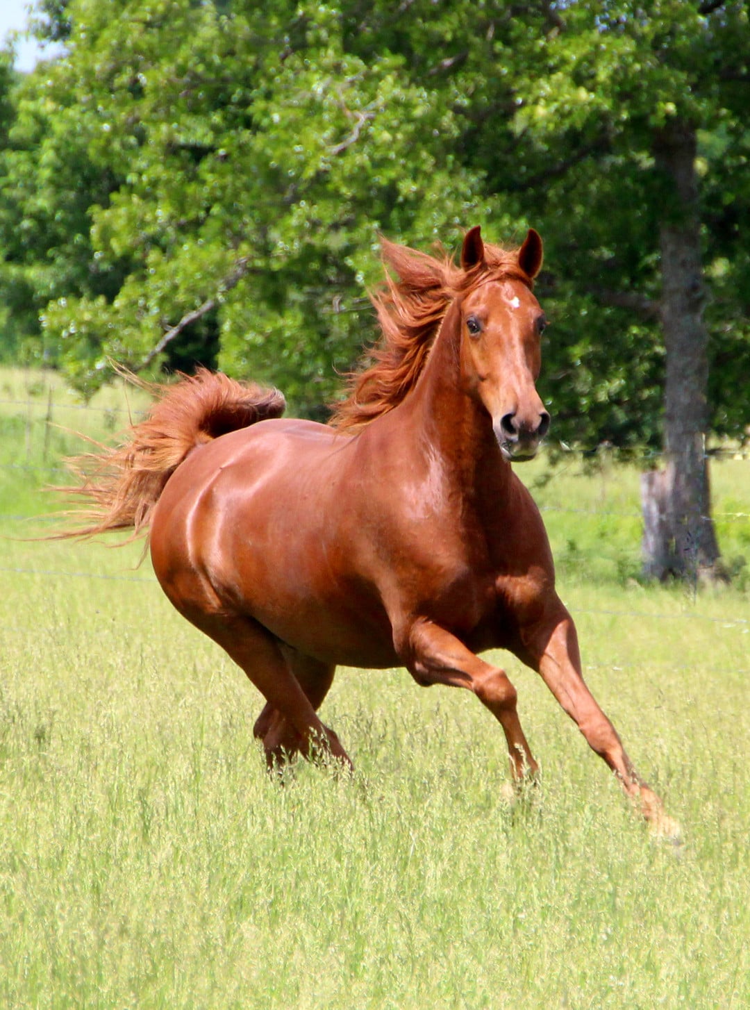 Horse Worming Programme