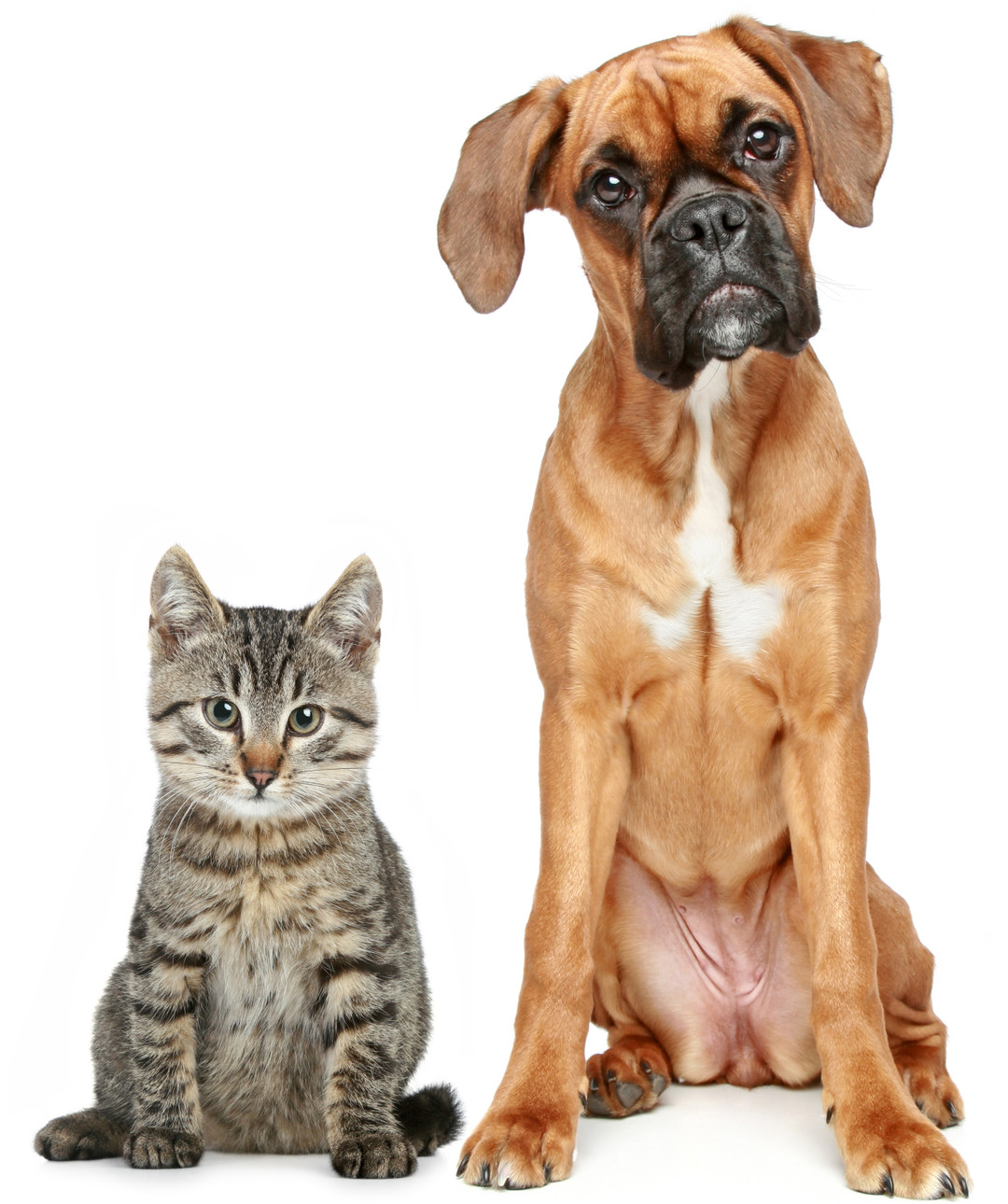 How to Tell if Your Dog is Suffering From Anxiety, and How to Help Them.