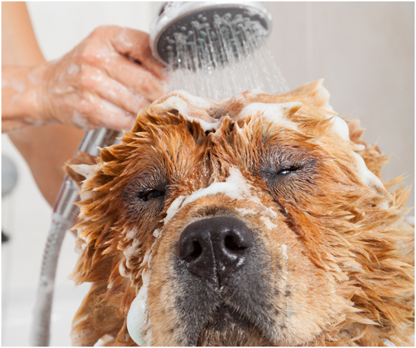 Top Tips For Grooming Your Dog At Home