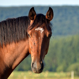 How to Keep Flies Away from Your Horse This Summer