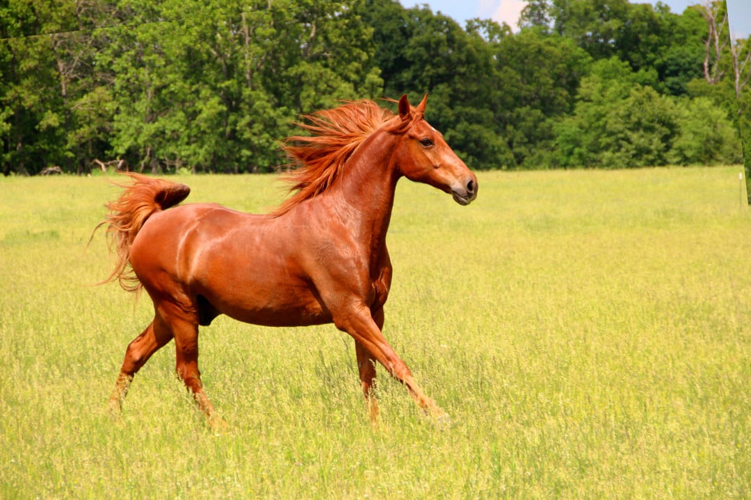 Laminitis in Horses