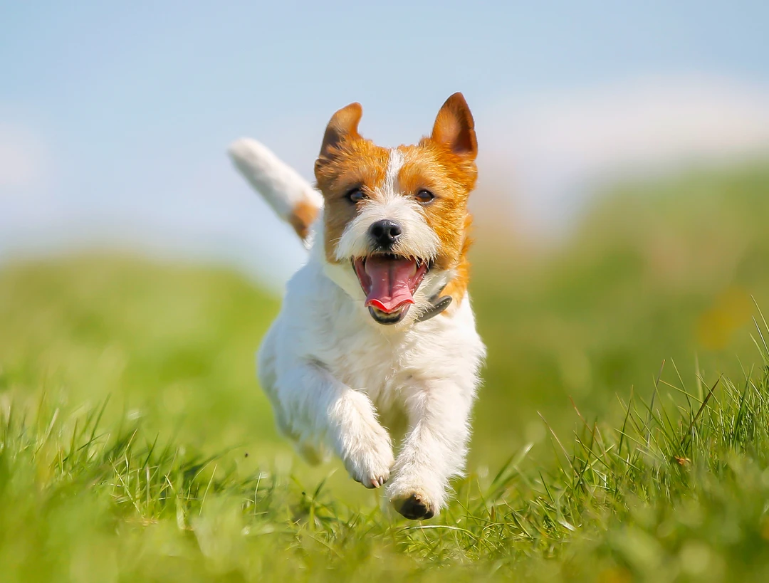 Why YuMOVE is great for your pet’s joints