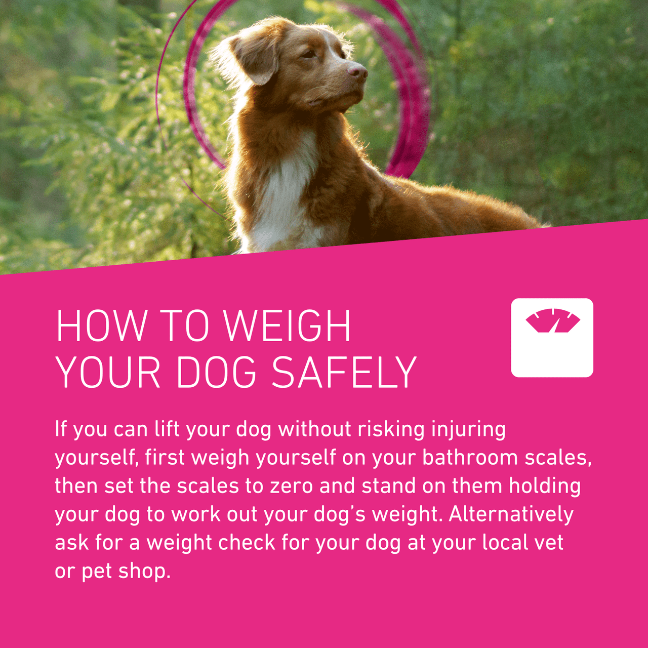 NEW Frontline Tri-Act Flea Tick Treatment