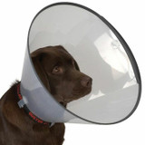 Elizabethan, Comfy & Cone Dog Collars