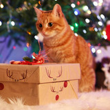 Cat Christmas Presents