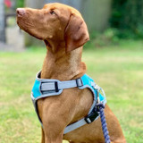 Dog Harnesses