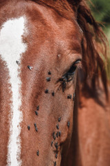 How to Control Flies in Horses