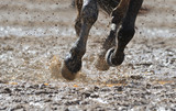 Treating the causes of Mud Fever in Horses