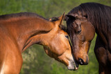 Bot Fly Larvae & Horses