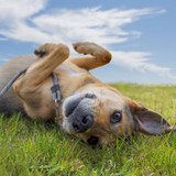 Treating Anxiety in Dogs: A guide