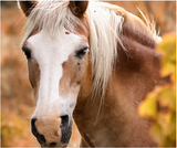 Do's & Dont's Of Horse Worming