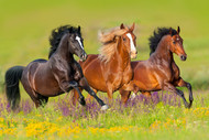 Is Ragwort harmful to horses