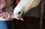 Combating Boredom in Horses