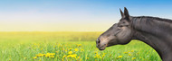 Supplementing Your Horses Diet