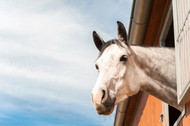 Encysted small redworm and the dangers to your horse.