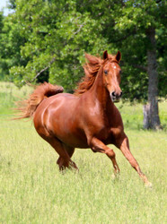 Horse Worming Programme