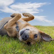Treating Anxiety in Dogs: A guide