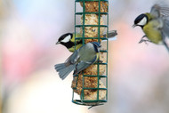 Wild Bird Feeding - The Essentials