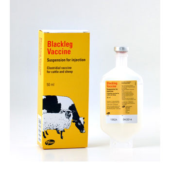Cattle Vaccines - Buy Bravoxin & Blackleg Vaccines