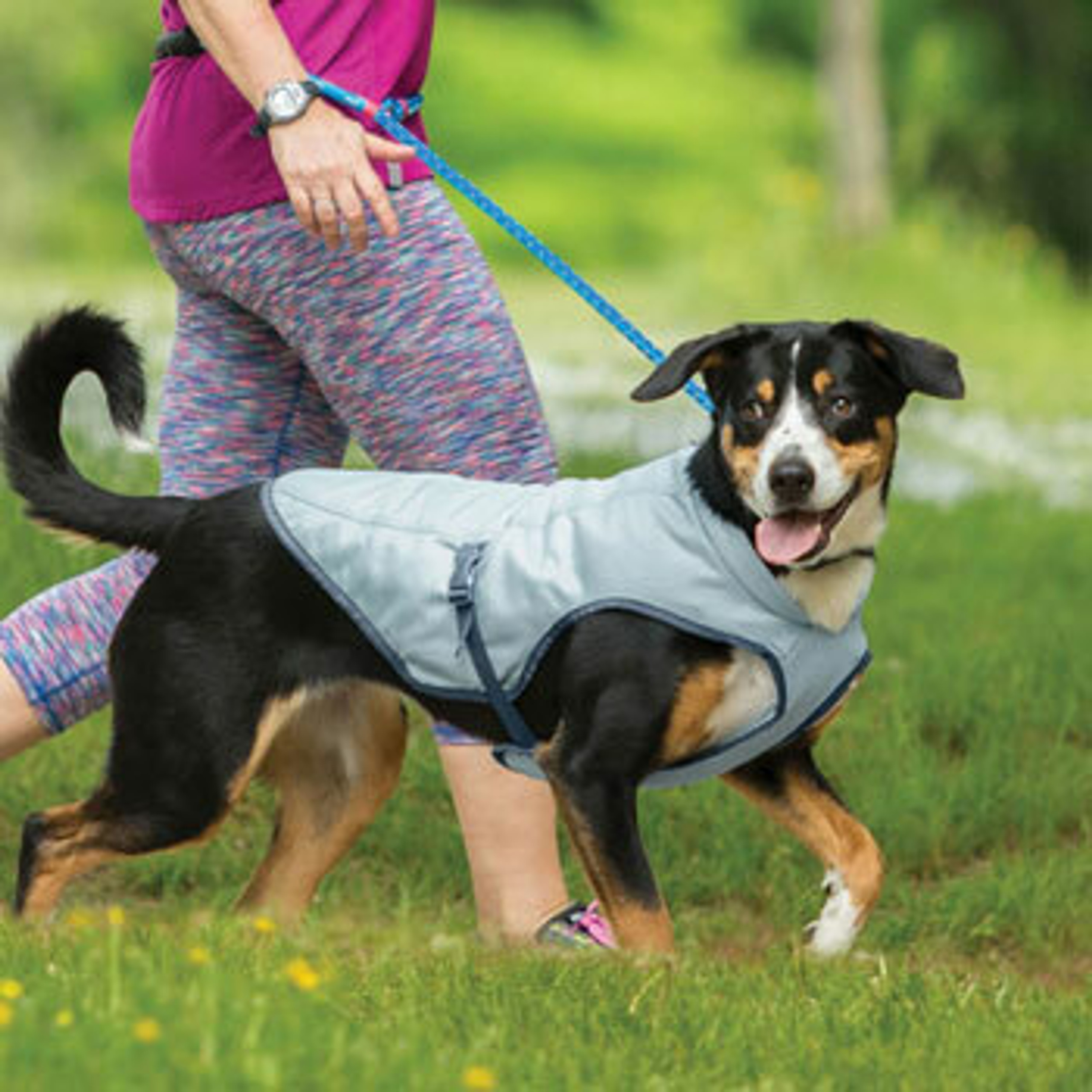 Quality Dog Coats & Clothing Comfort, Style, and Protection Hyperdrug