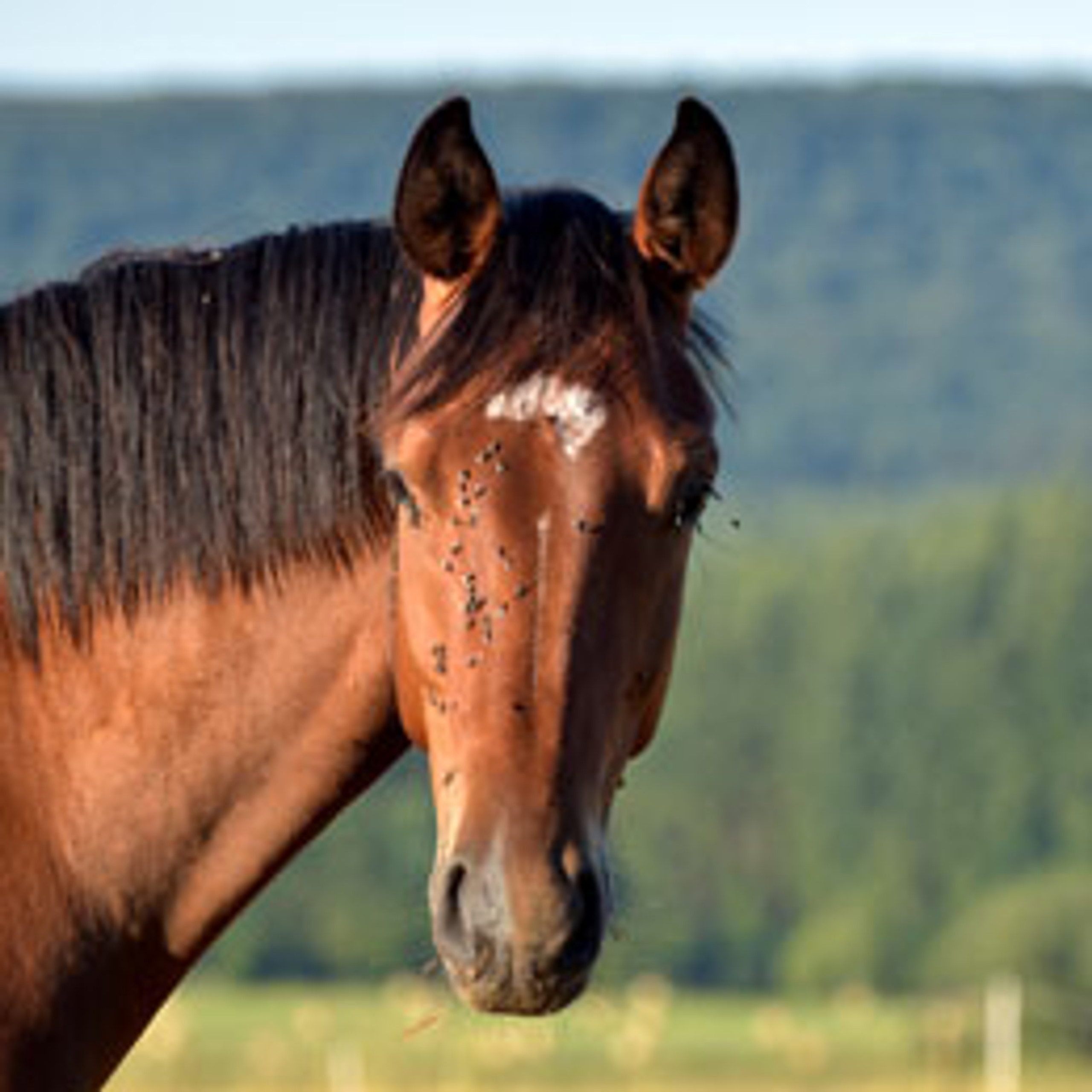How to Keep Flies Away from Your Horse This Summer Hyperdrug