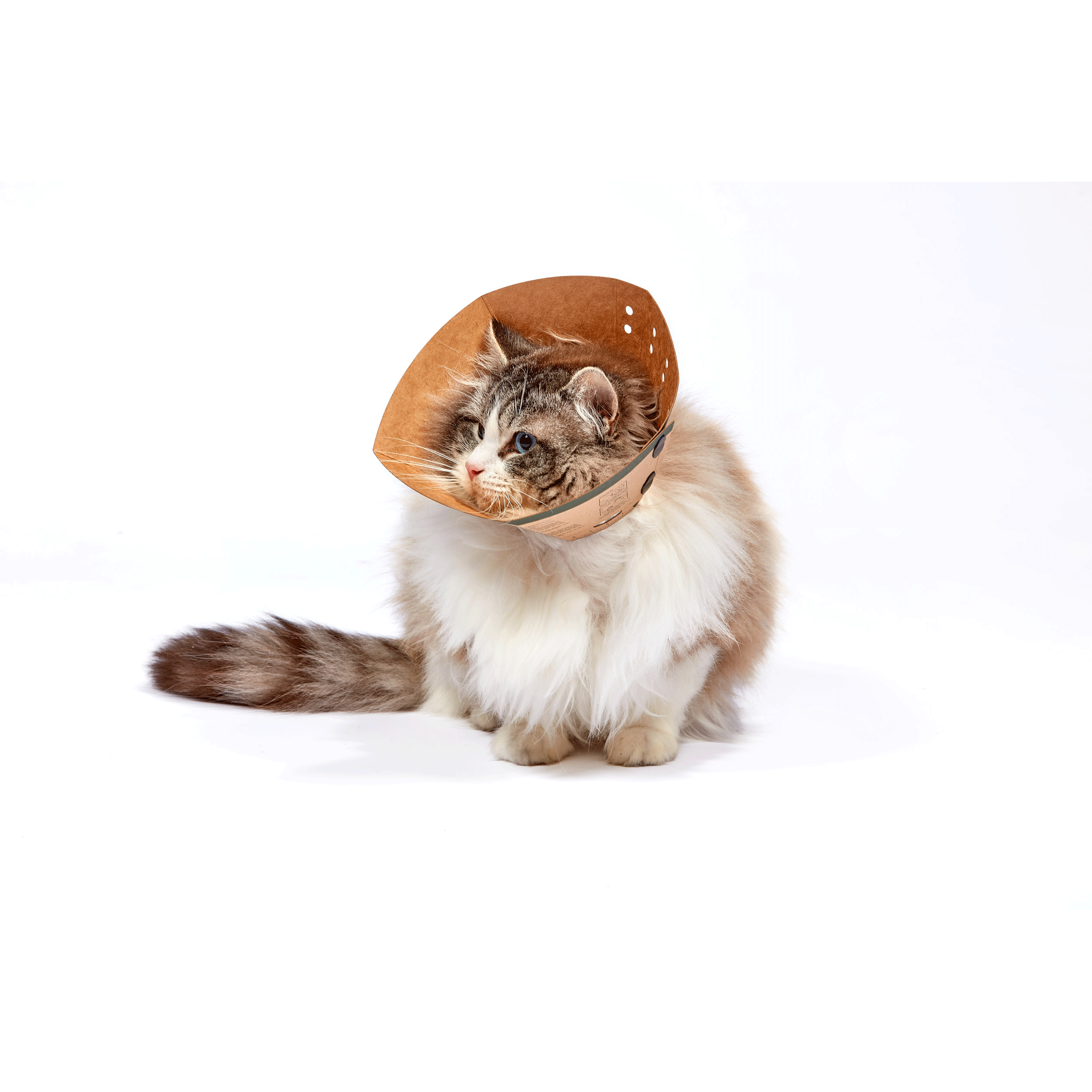 Smart Recovery Collar