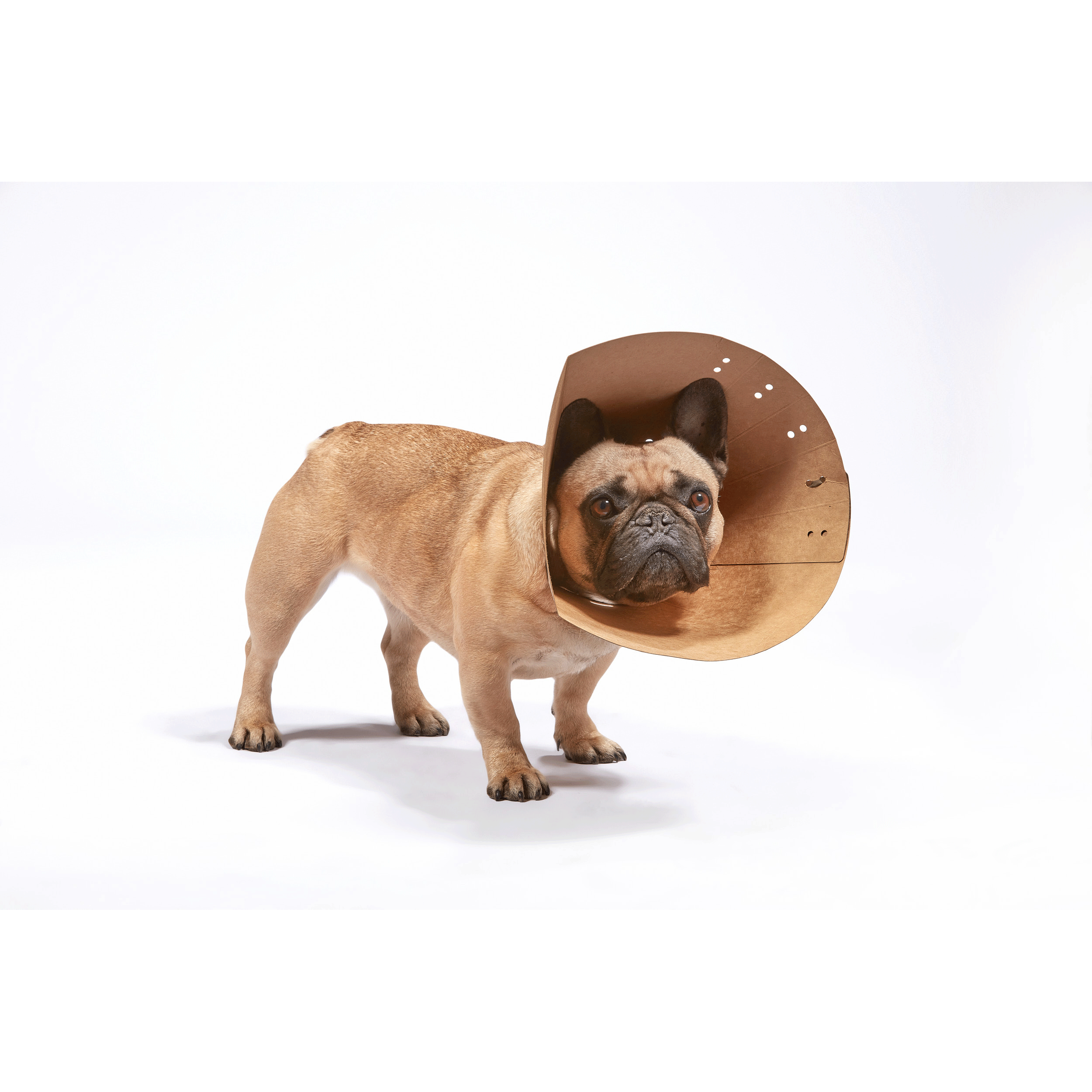 Smart Recovery Collar