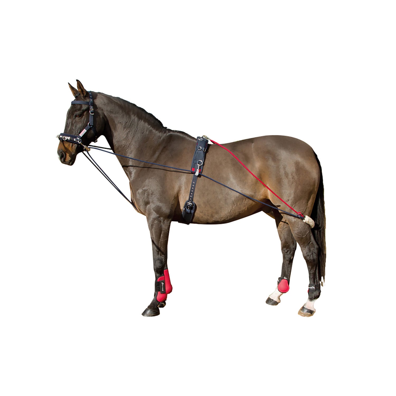 Whitaker Training System NAVY/RED