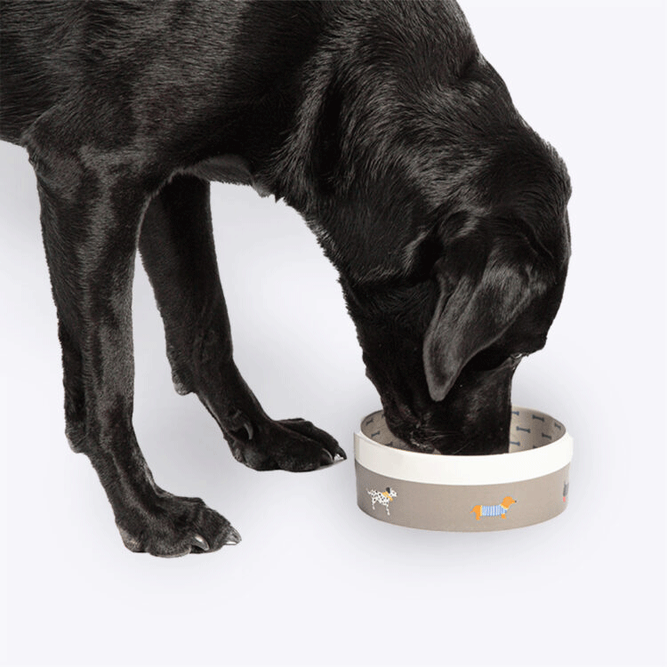 Danish Design Fatface Marching Dogs Pet Bowl