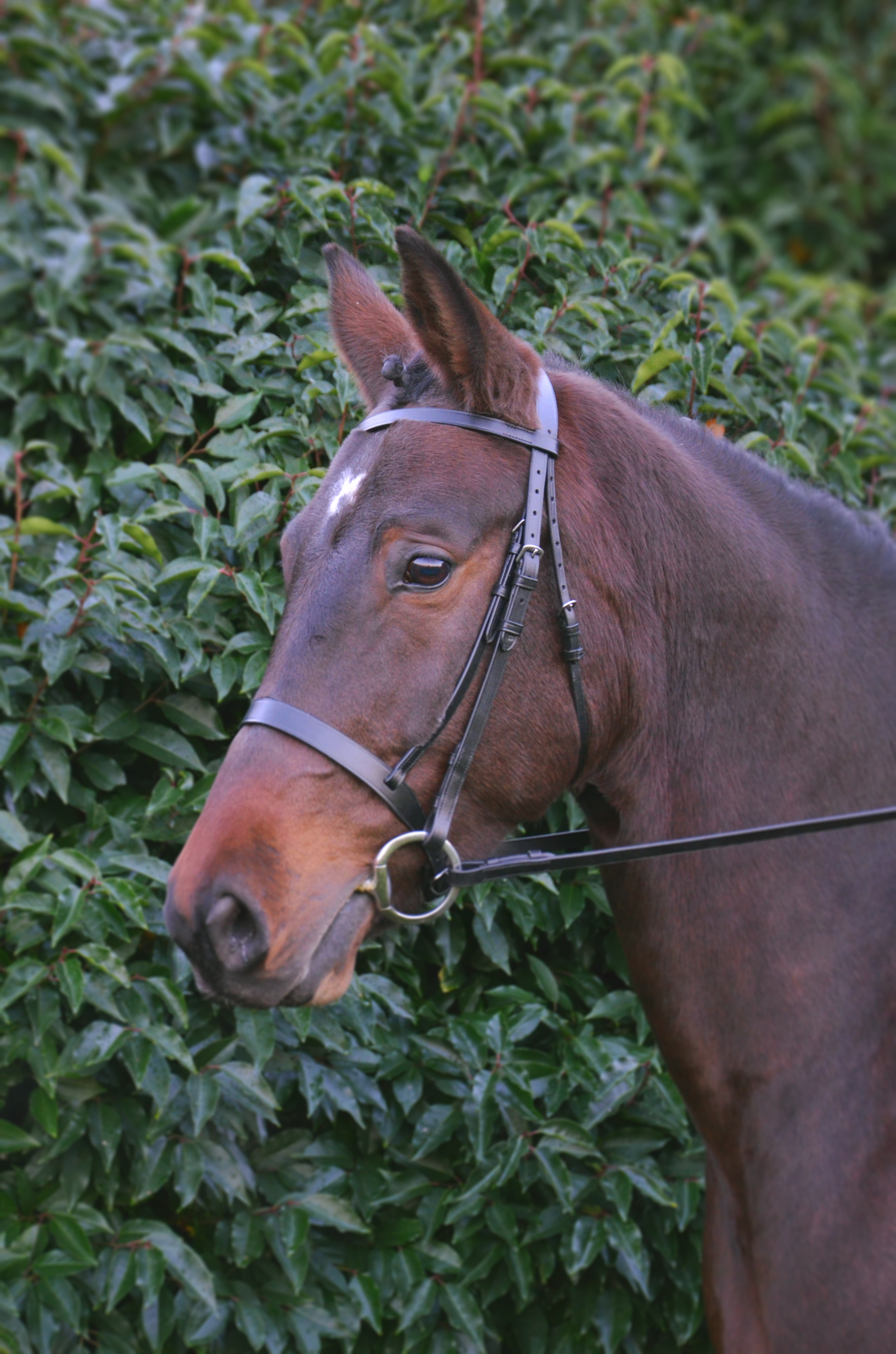 Hy Equestrian Hunter Bridle with Rubber Grip Reins - Brown